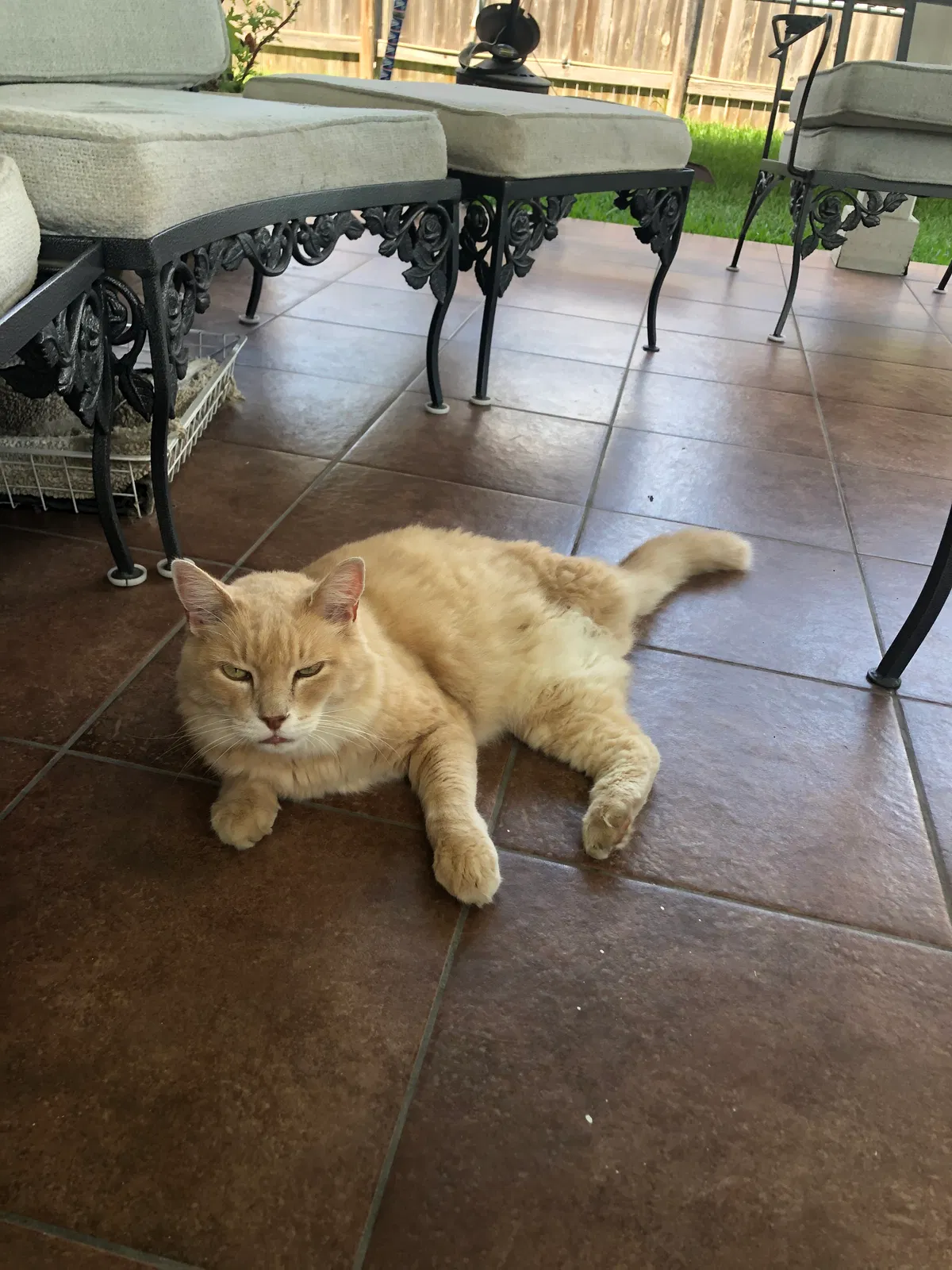 Lost cat in Pflugerville, TX, 78660