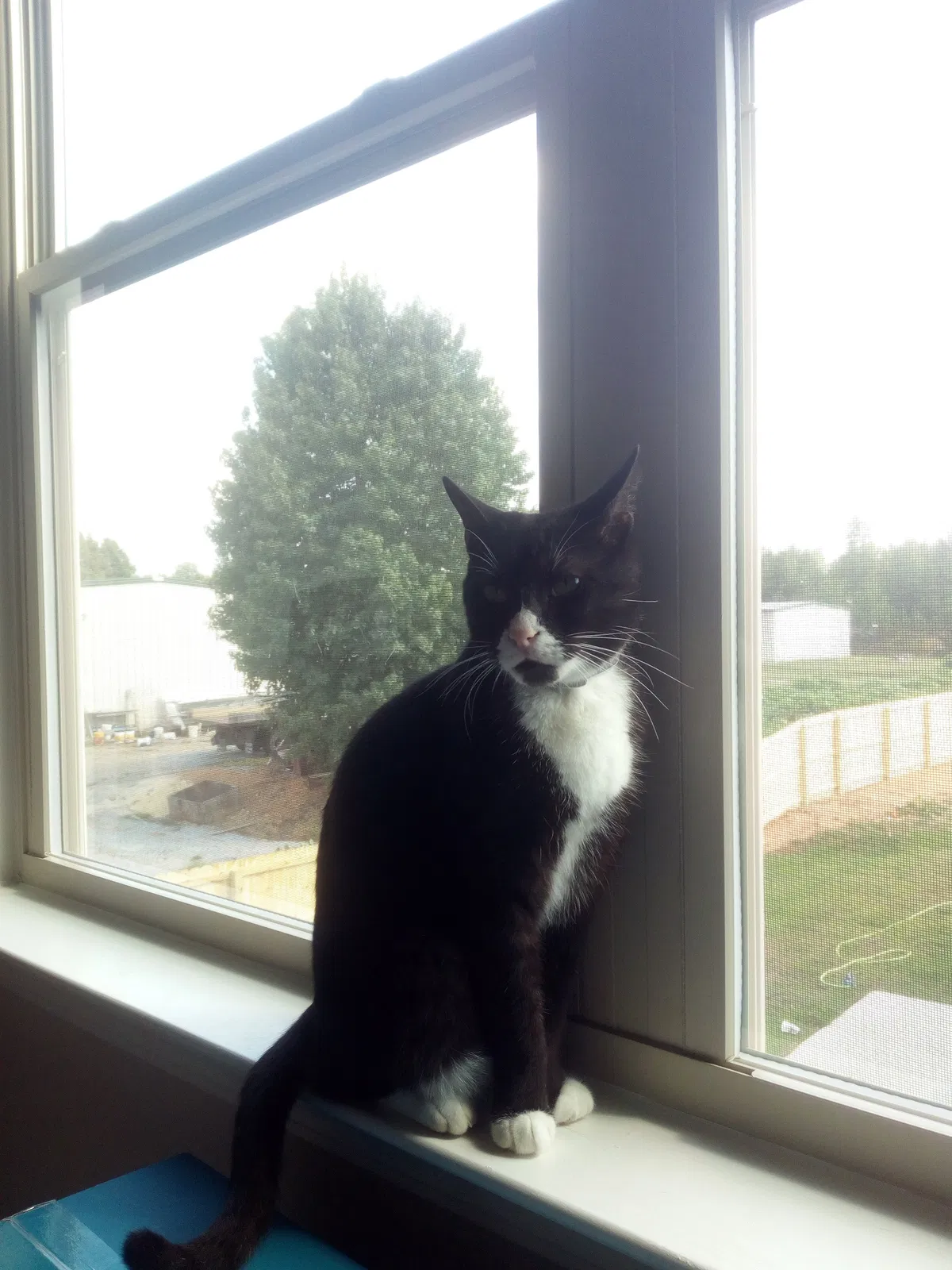Lost cat in Columbiana, AL, 35051