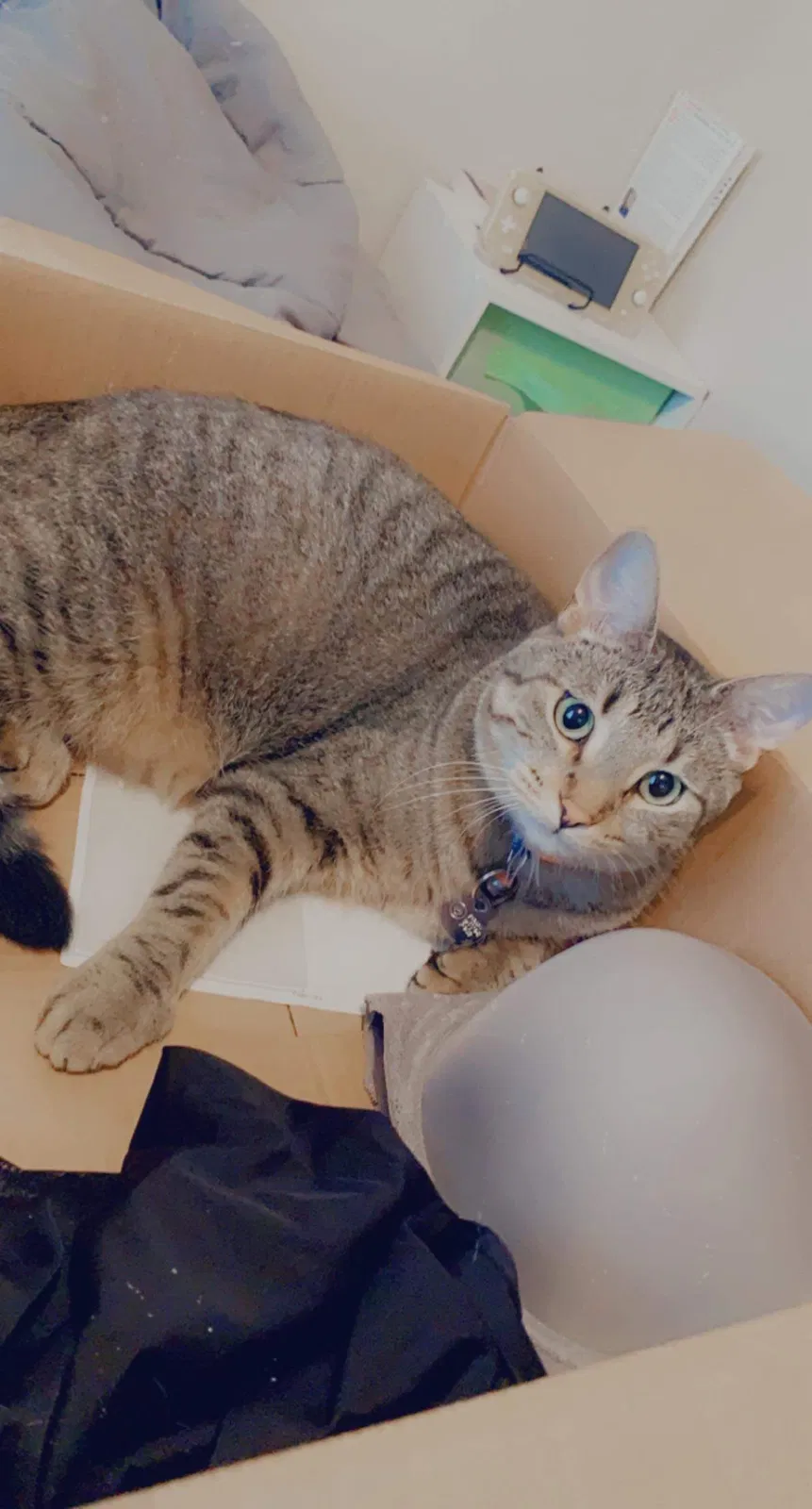 Lost cat in Fort Wayne, IN, 46835