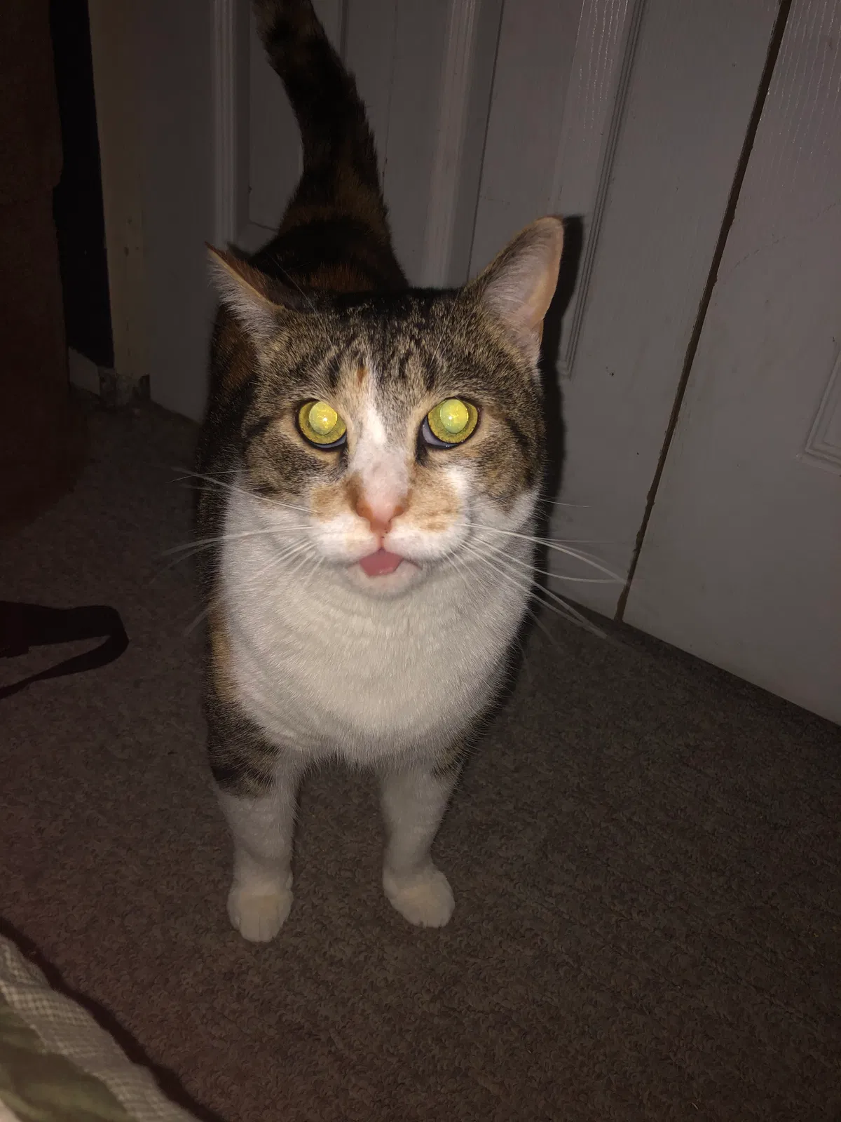 Lost cat in Edison, NJ, 8817
