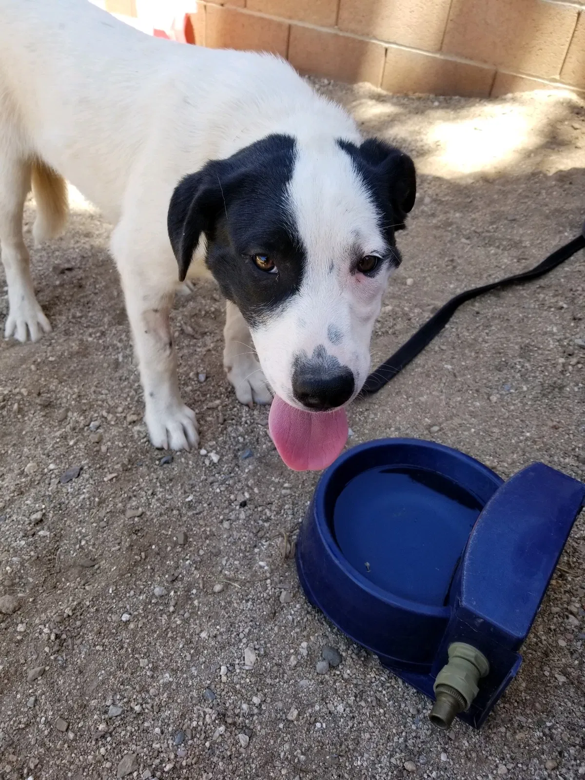 Lost dog in Tucson, AZ, 85730