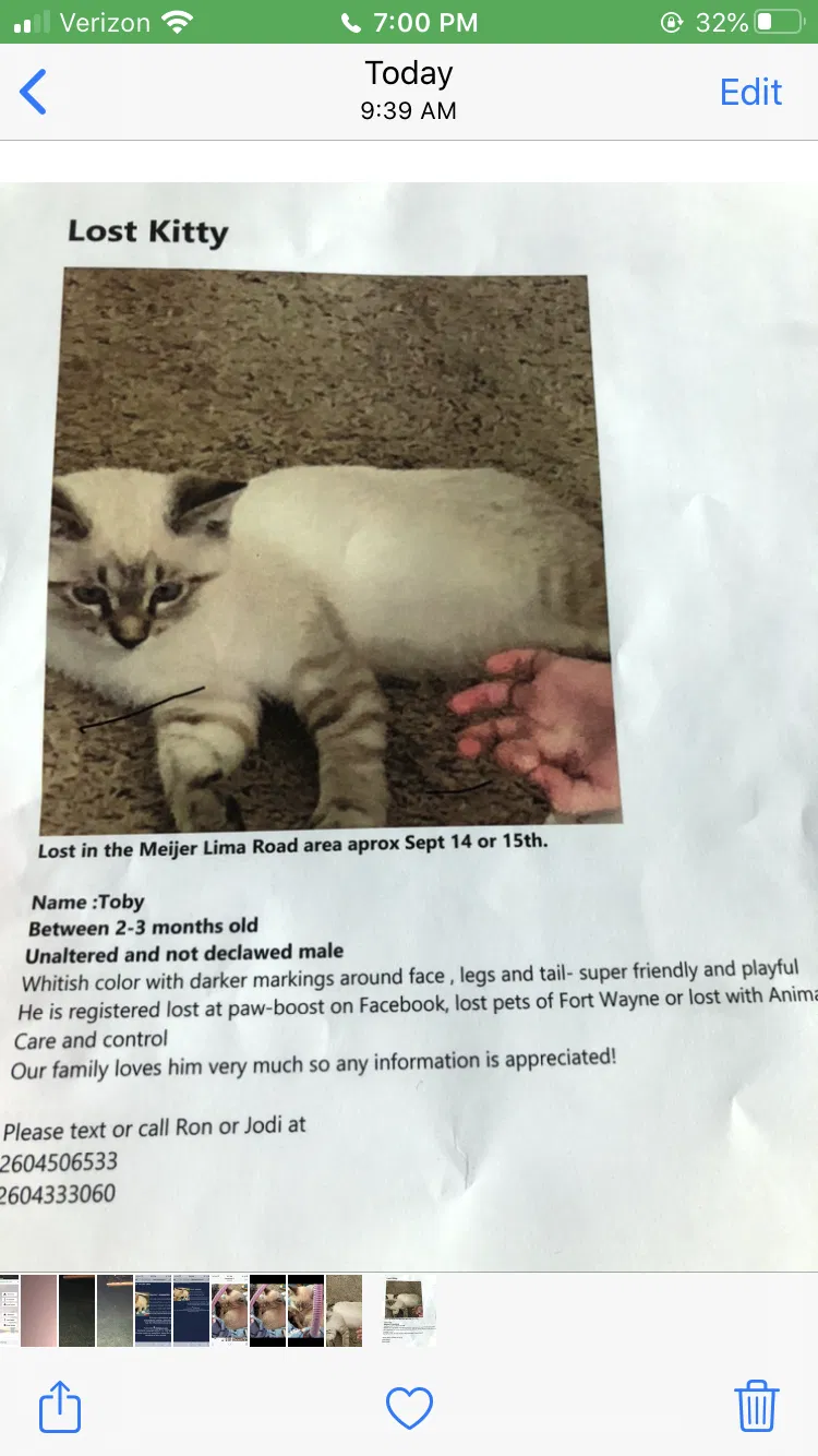 Lost cat in Fort Wayne, IN, 46835