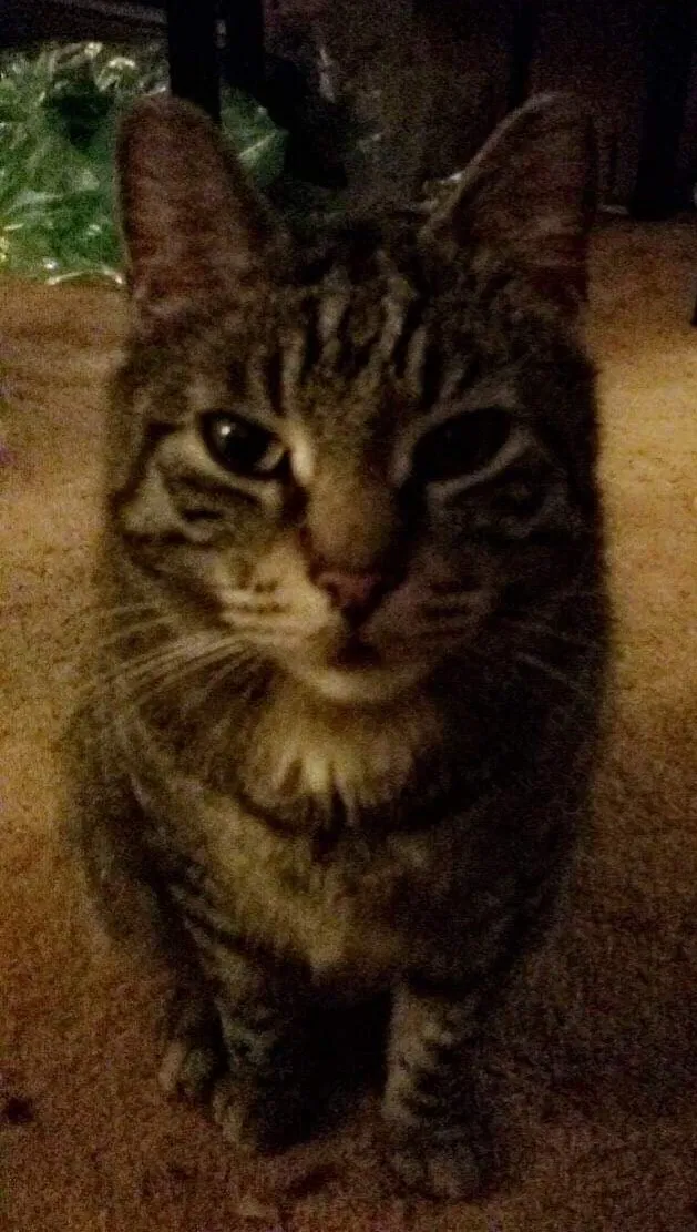 Lost cat in Kalamazoo, MI, 49008
