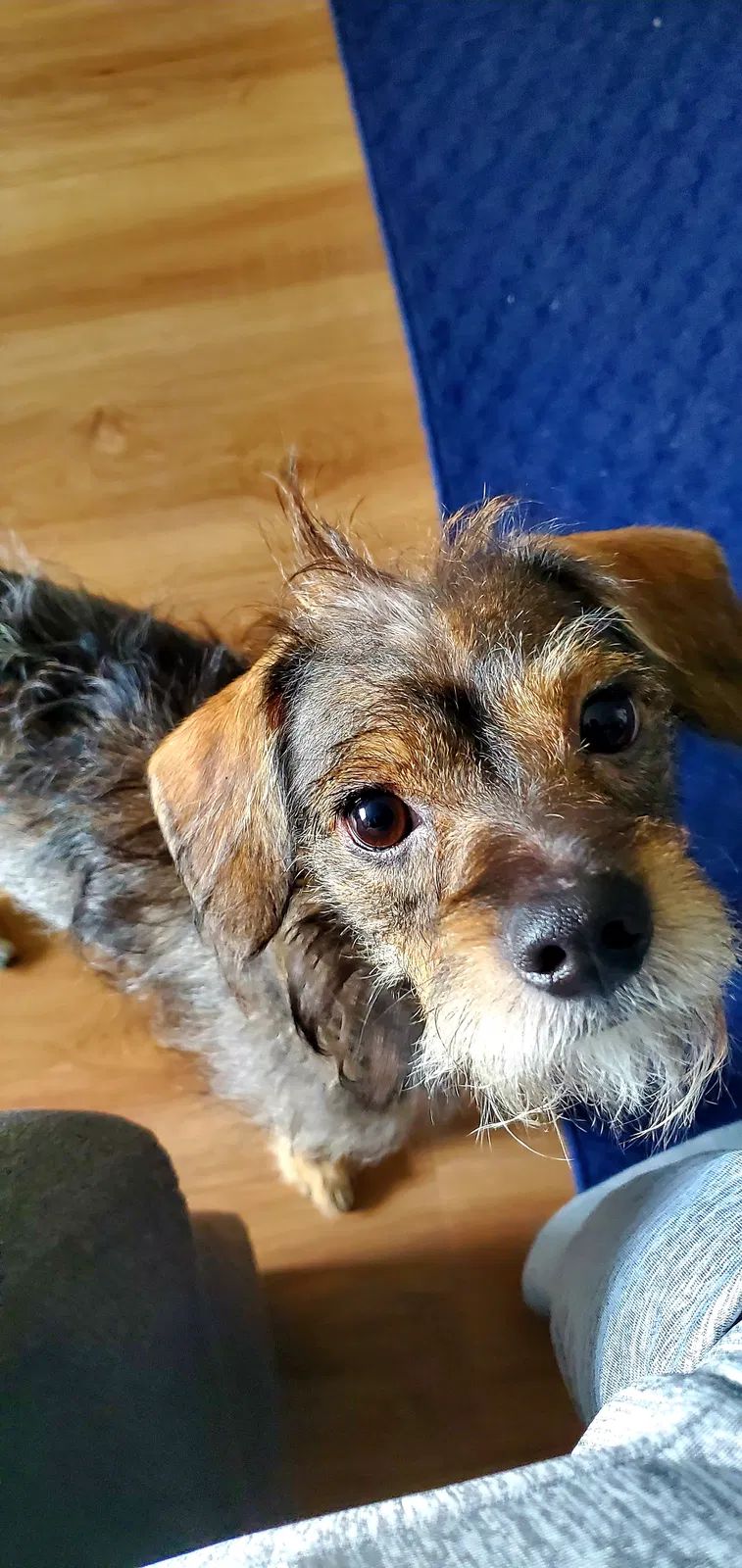 Lost dog in Scottsdale, AZ, 85257