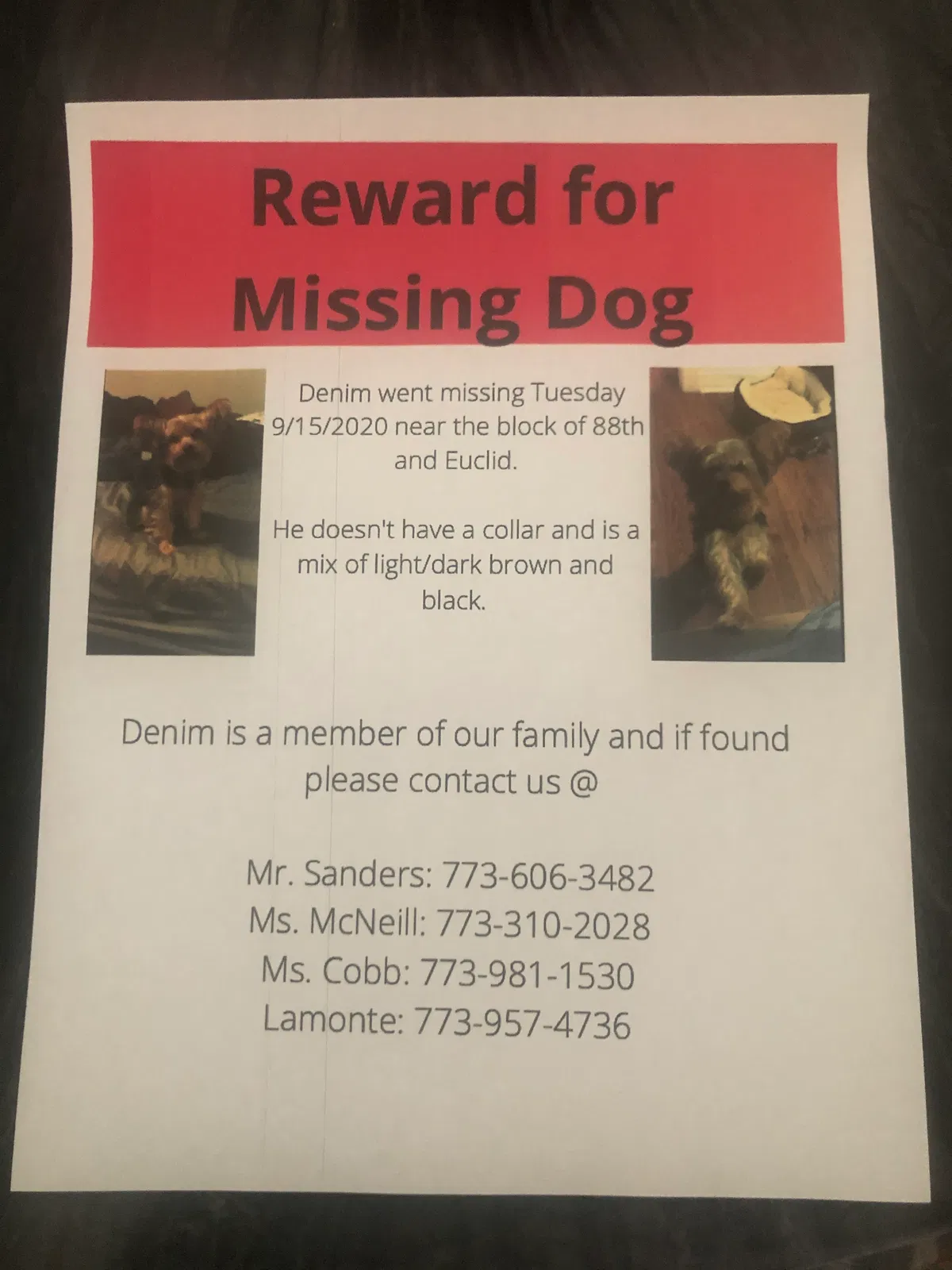 Lost dog in Chicago, IL, 60617