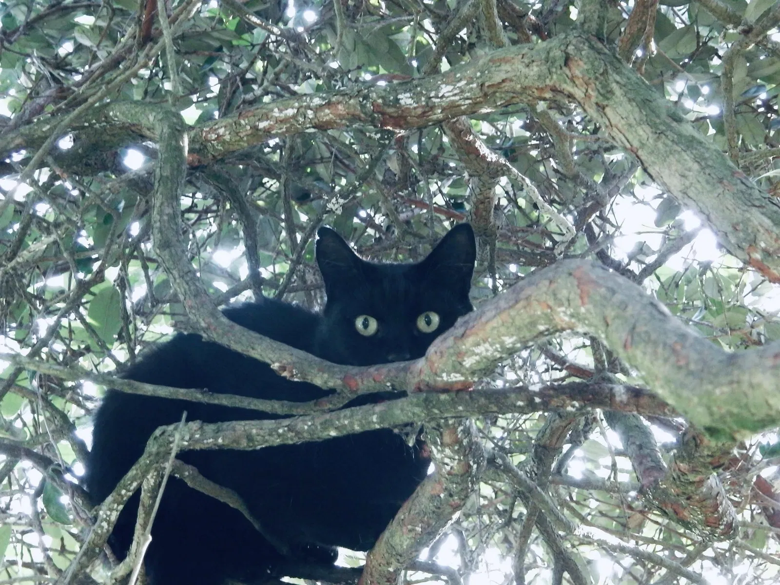 Lost cat in Olympia, WA, 98513