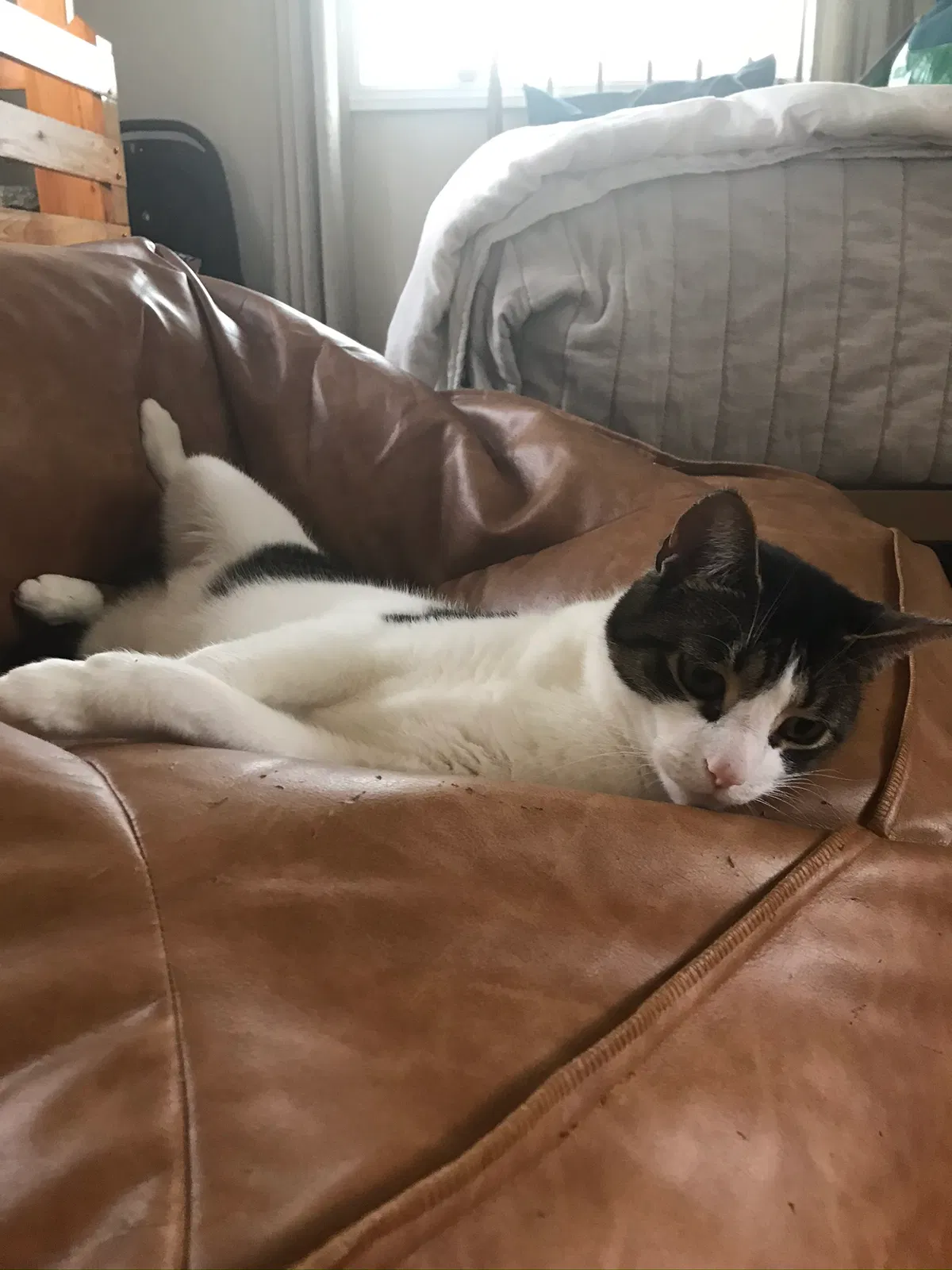 Lost cat in Penngrove, CA, 94951