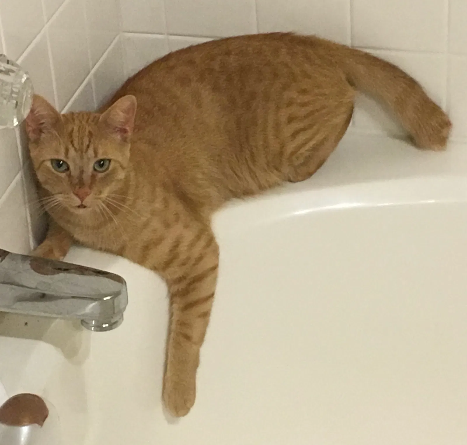 Lost cat in Monroe, NC, 28110
