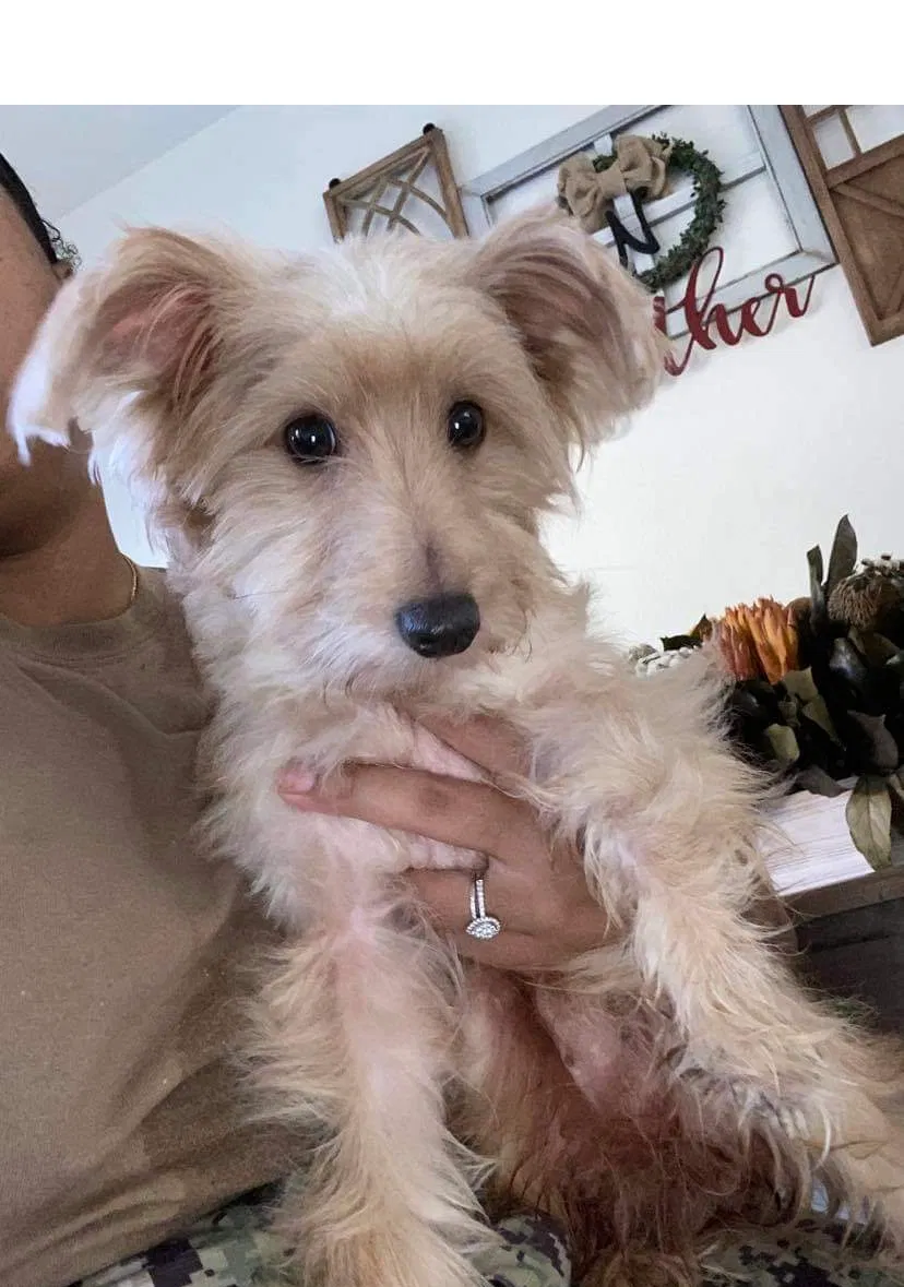 Lost dog in Lemon Grove, CA, 91945