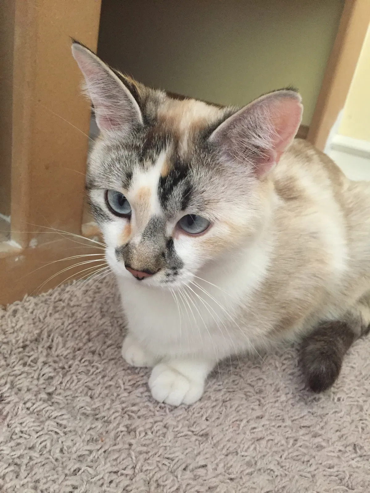 Lost cat in Draper, UT, 84020