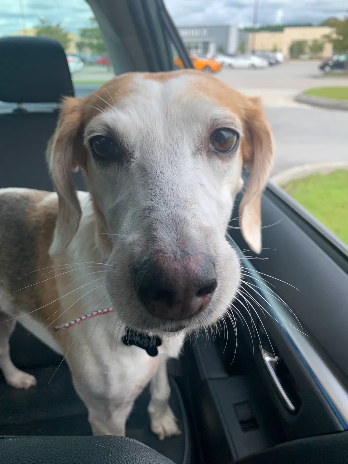Lost dog in Midway Park, NC, 28544