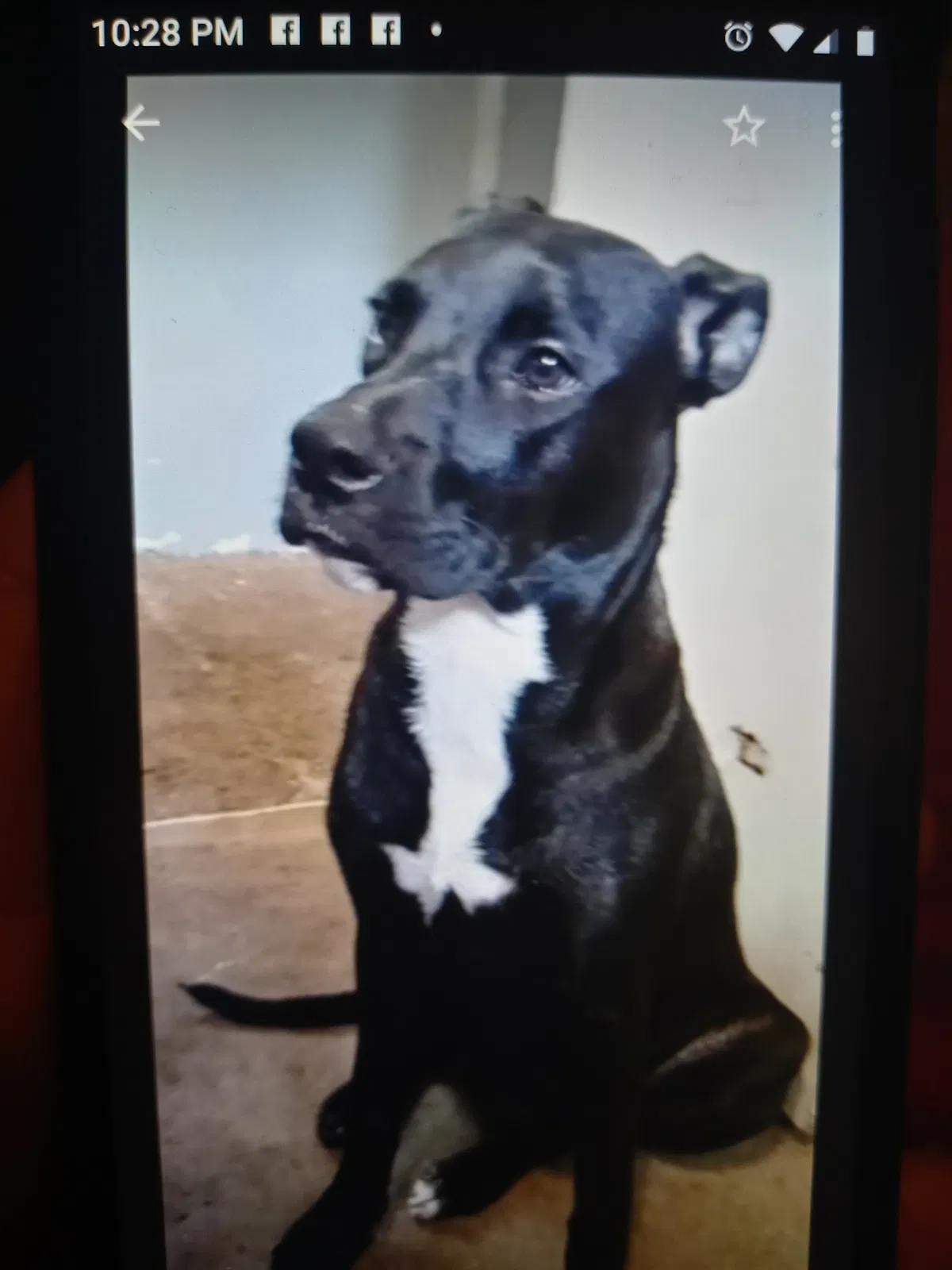 Lost dog in Erlanger, KY, 41018