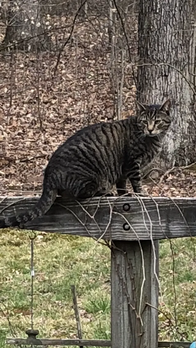 Lost cat in Charleston, WV, 25320