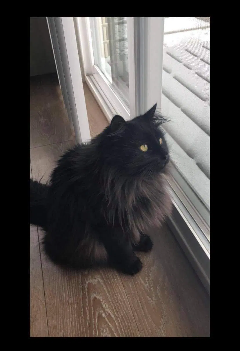 Lost cat in Austin, TX, 78727
