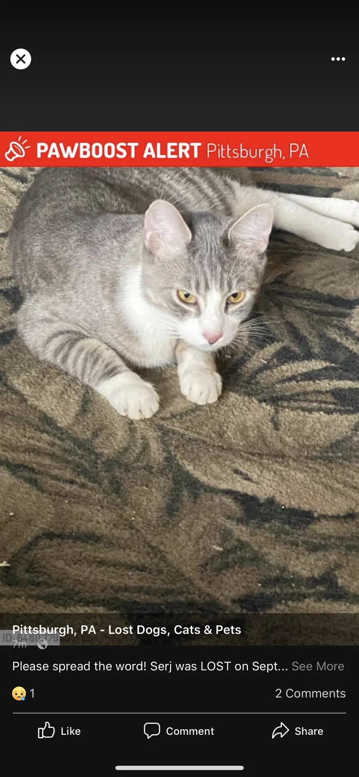 Lost cat in Pittsburgh, PA, 15209