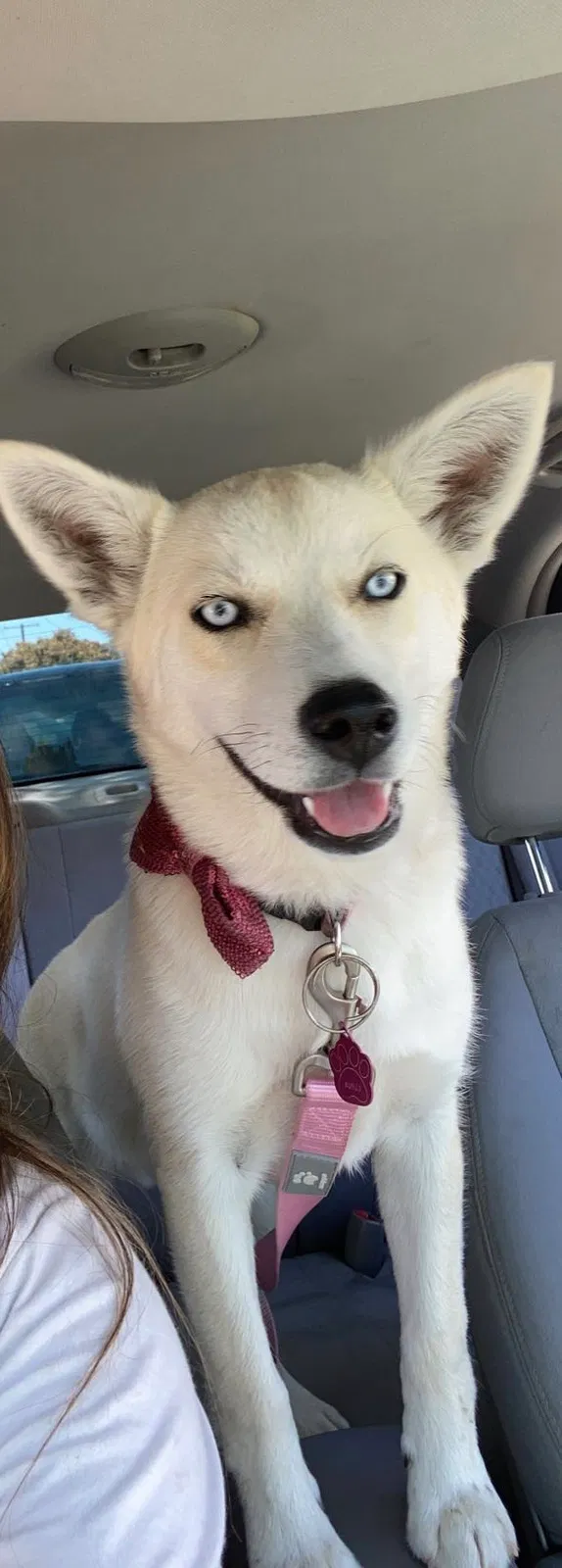Lost dog in Oxnard, CA, 93033