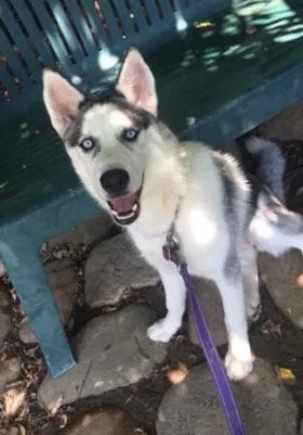 Lost dog in Bristol, TN, 37620