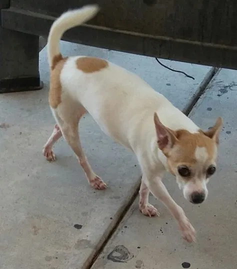 Lost dog in Glendale, AZ, 85306