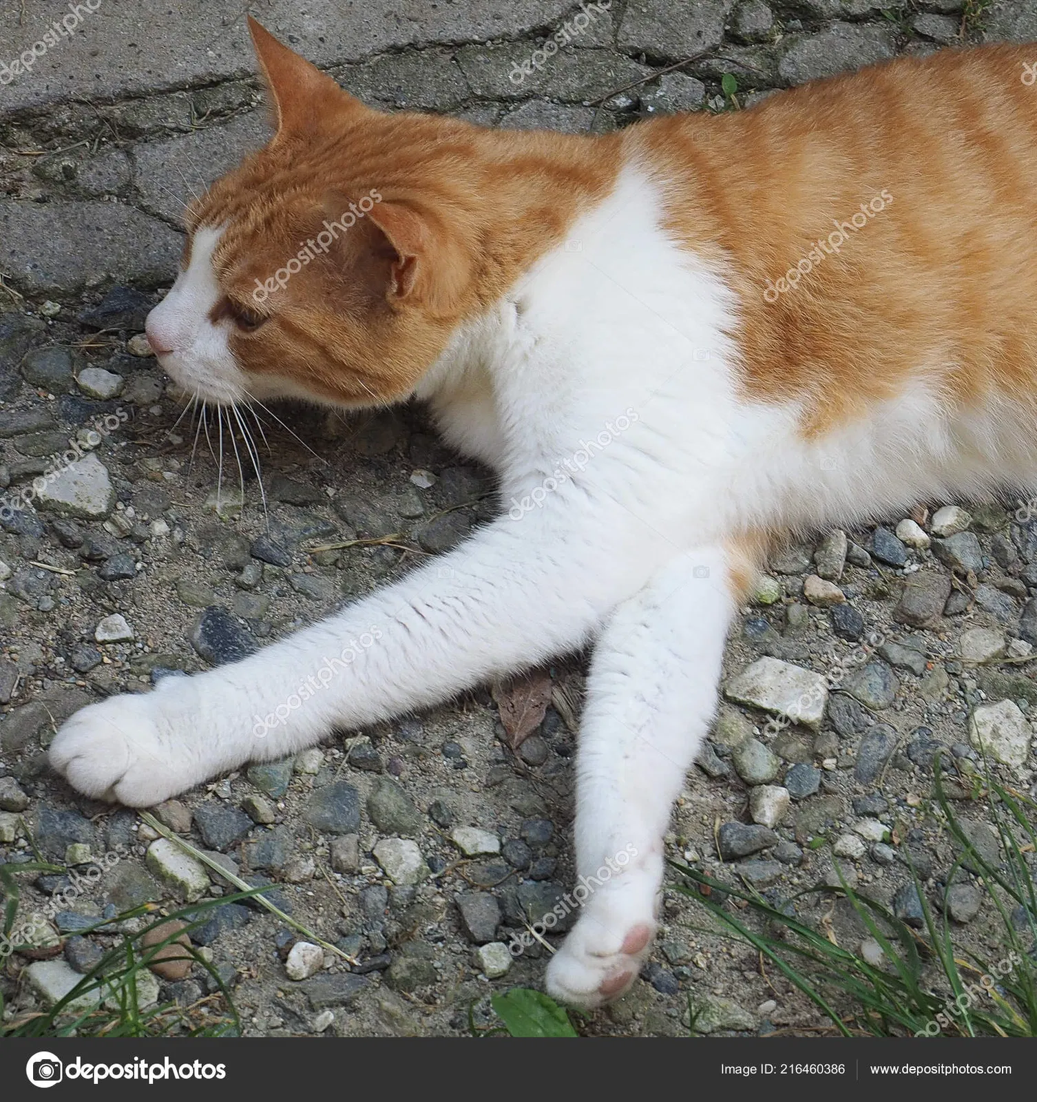 Lost cat in Excelsior, MN, 55331