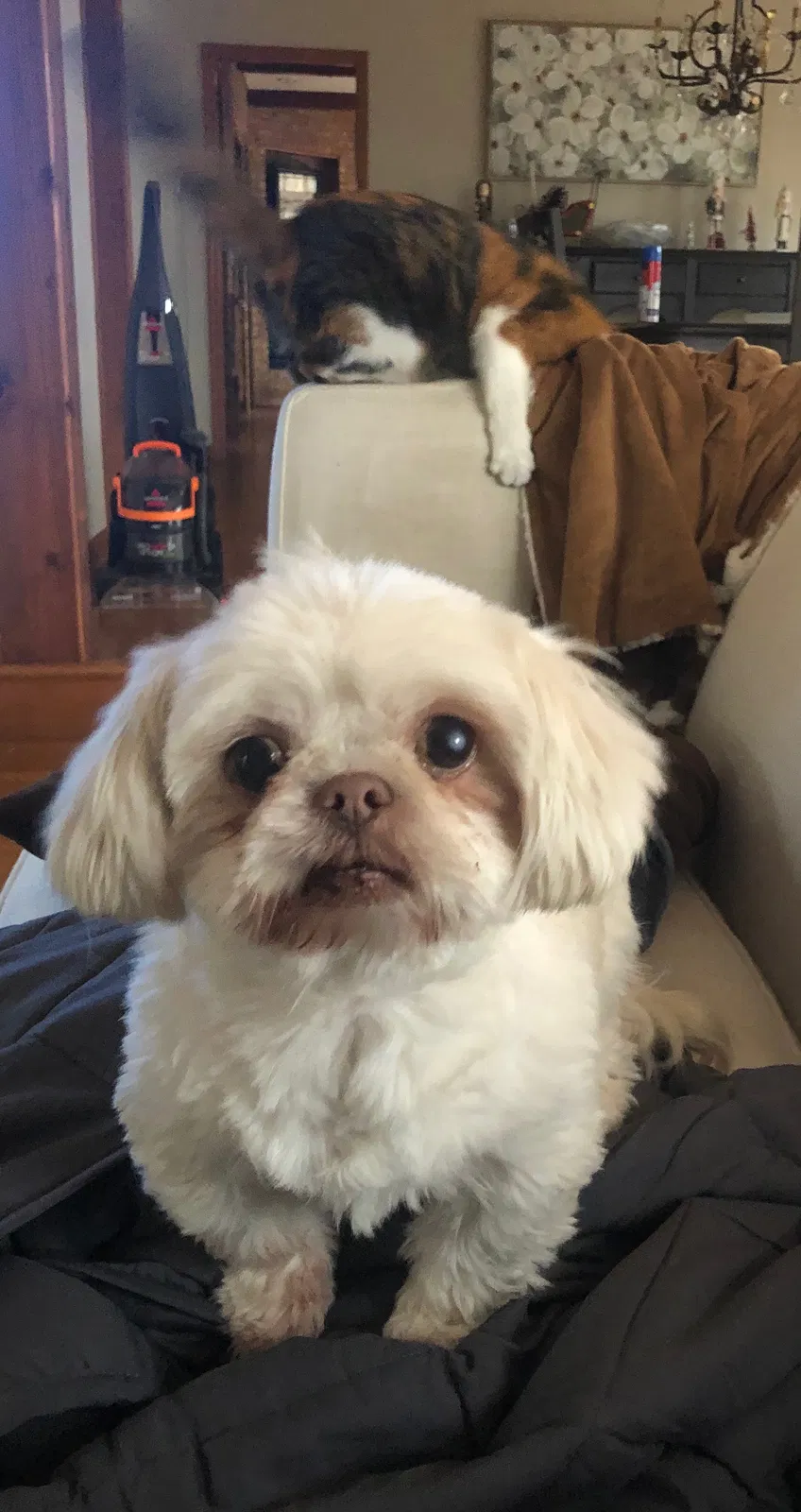 Lost dog in Cincinnati, OH, 45255