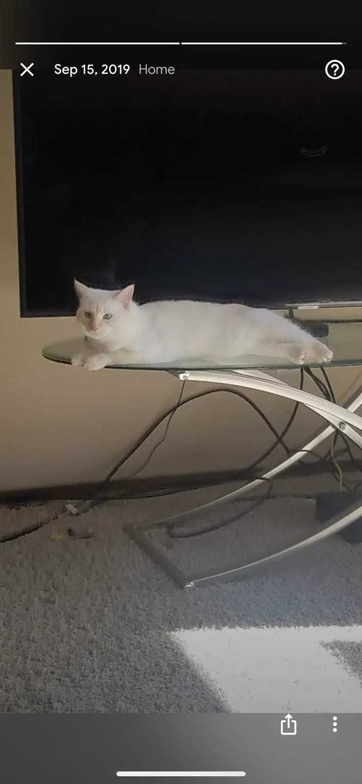 Lost cat in Fargo, ND, 58104