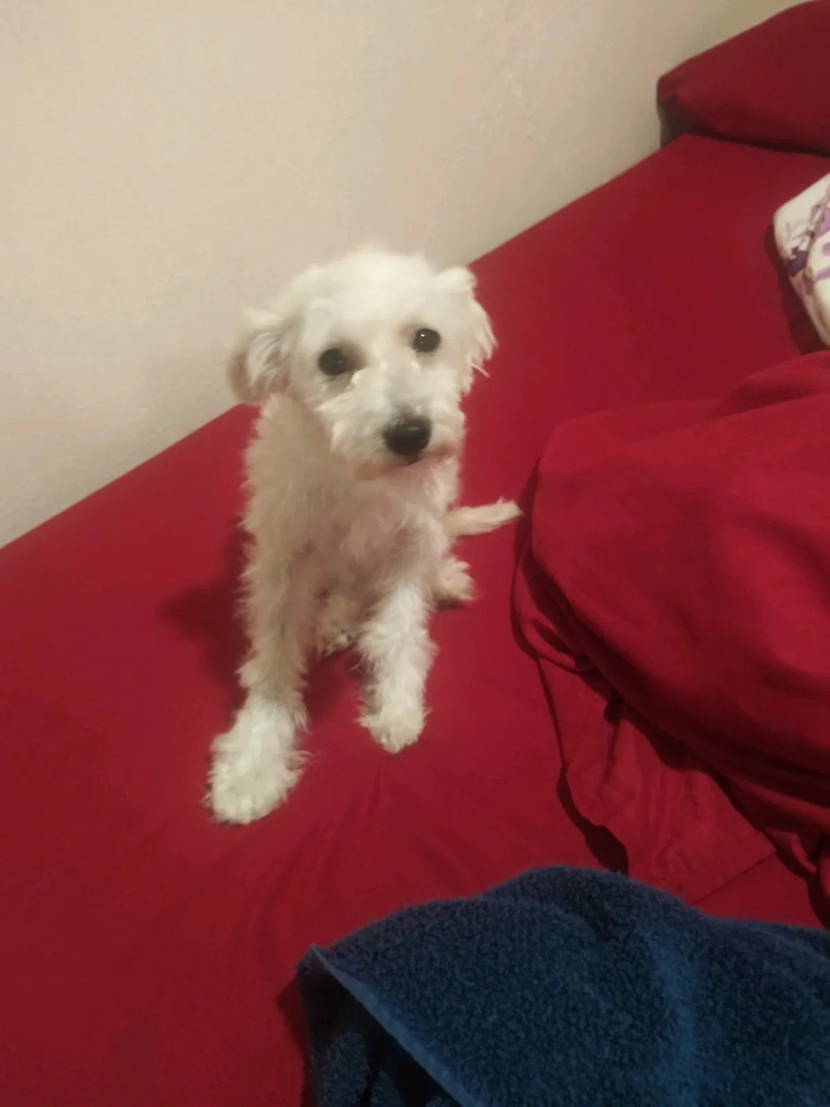 Lost dog in Wichita Falls, TX, 76301