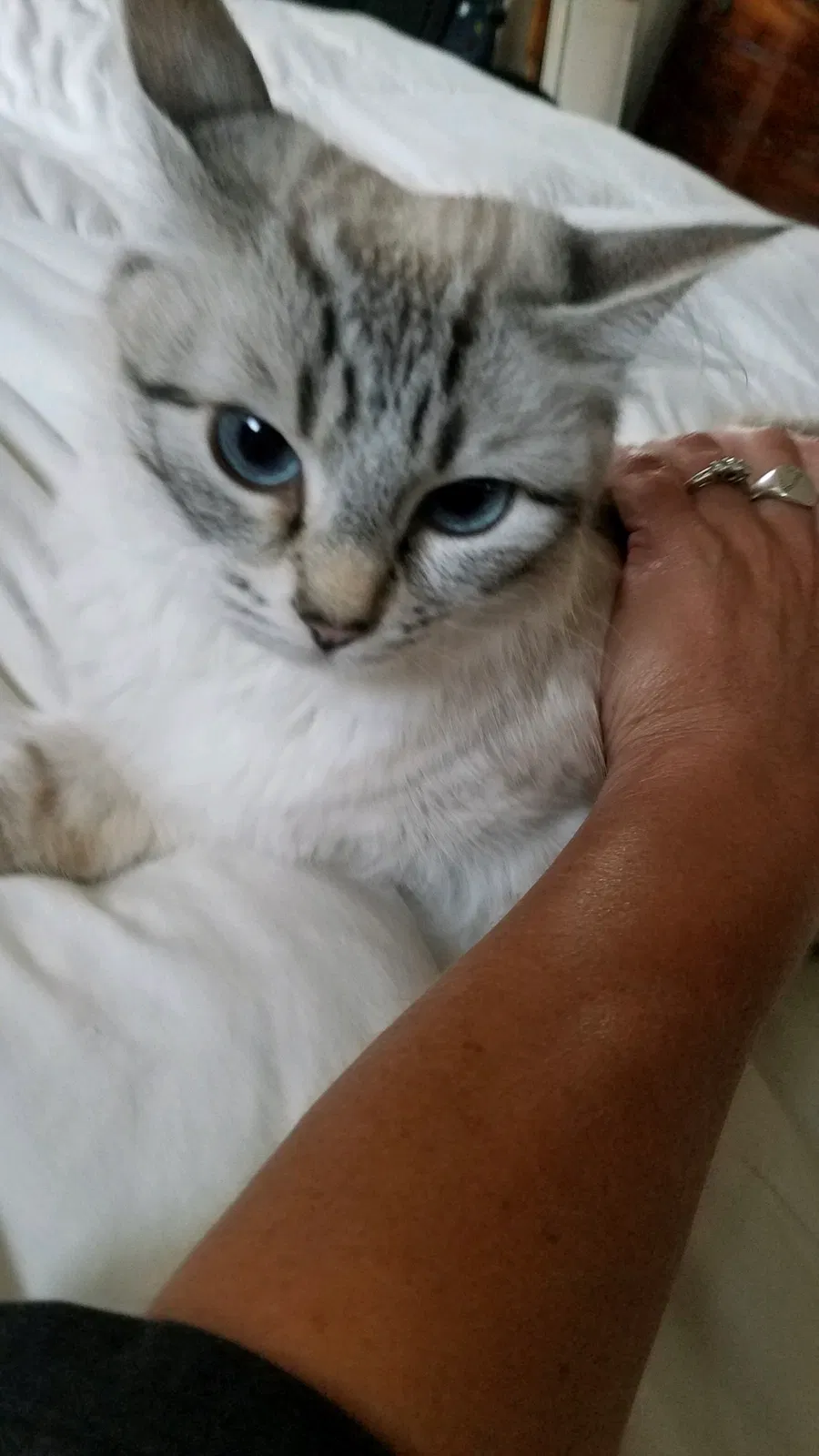 Lost cat in Everett, WA, 98208