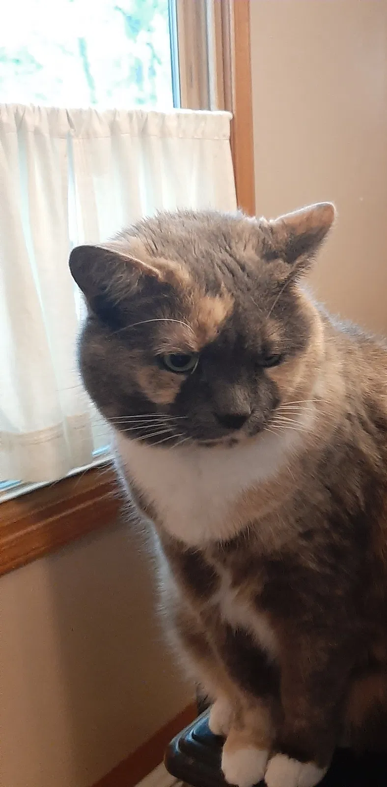 Lost cat in Temperance, MI, 48182