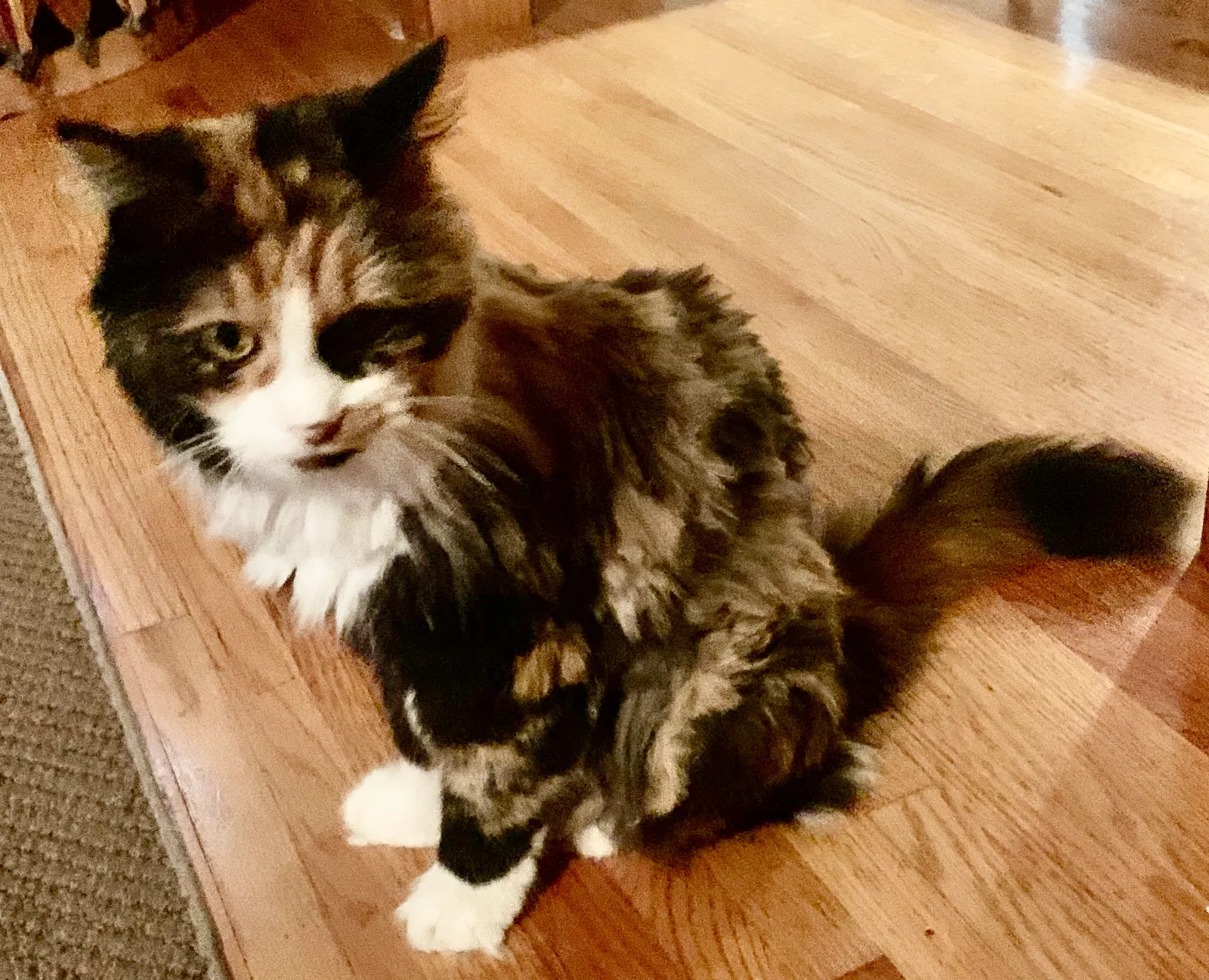 Lost cat in Wichita, KS, 67218