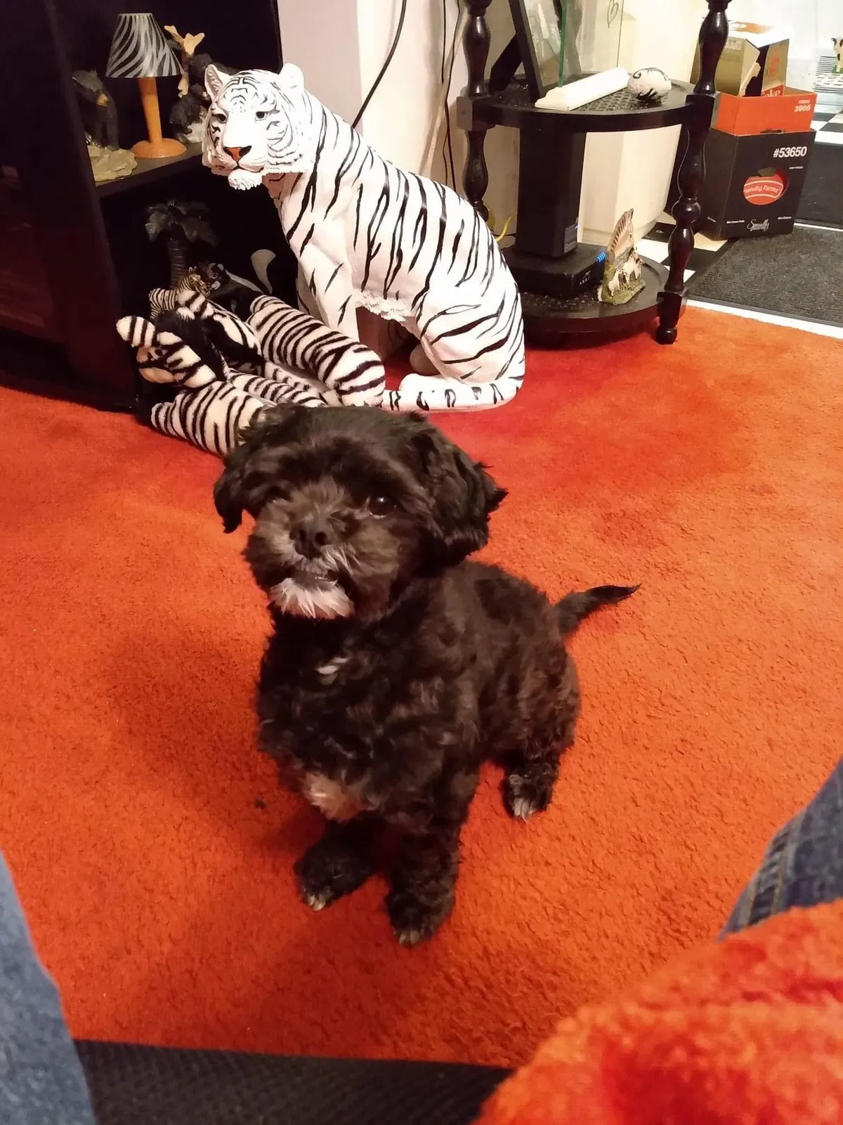 Lost dog in Milwaukee, WI, 53204