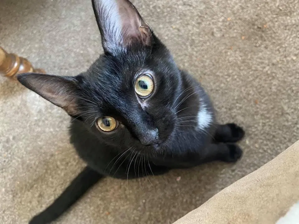 Lost cat in Kenosha, WI, 53140