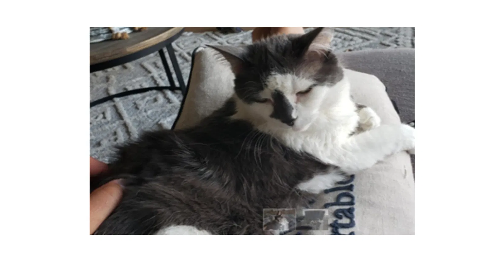 Lost cat in Saint George, UT, 84770