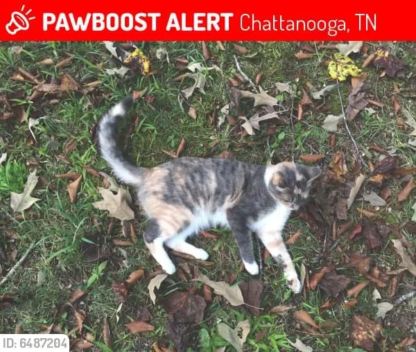 Lost cat in Chattanooga, TN, 37415