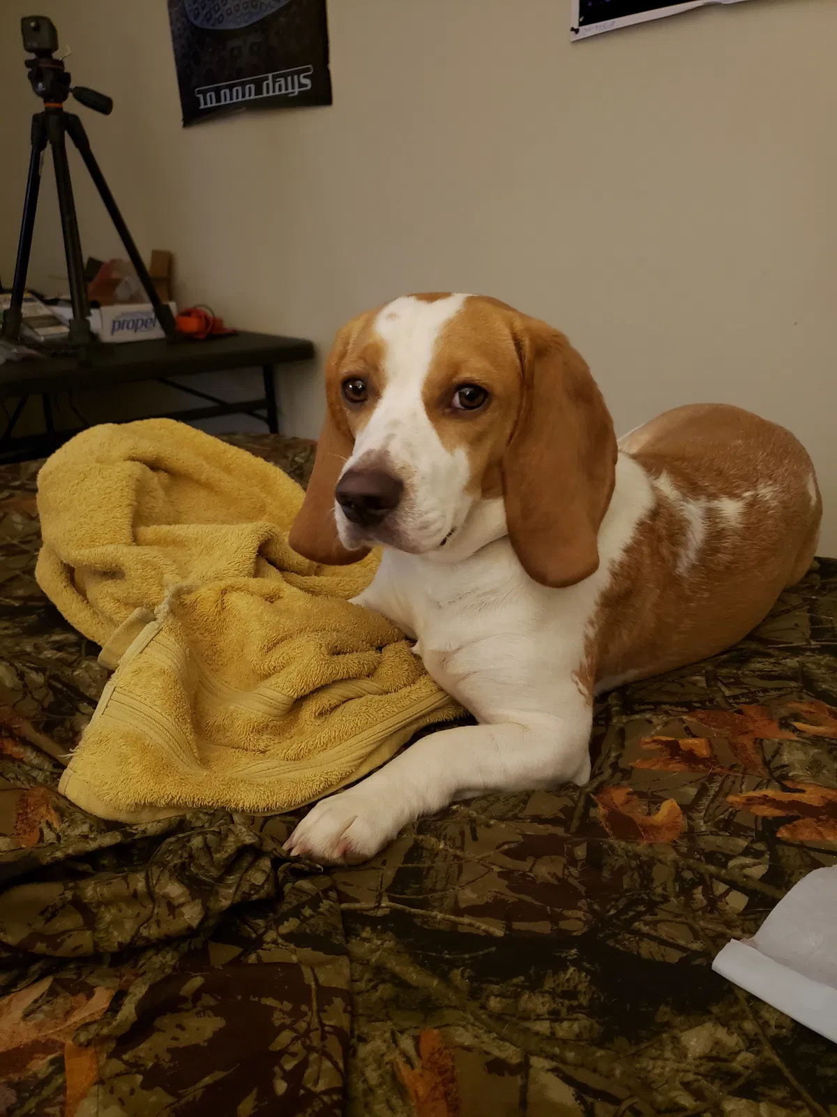 Lost dog in Chattanooga, TN, 37421