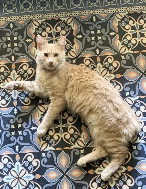 Lost cat in Pharr, TX, 78577