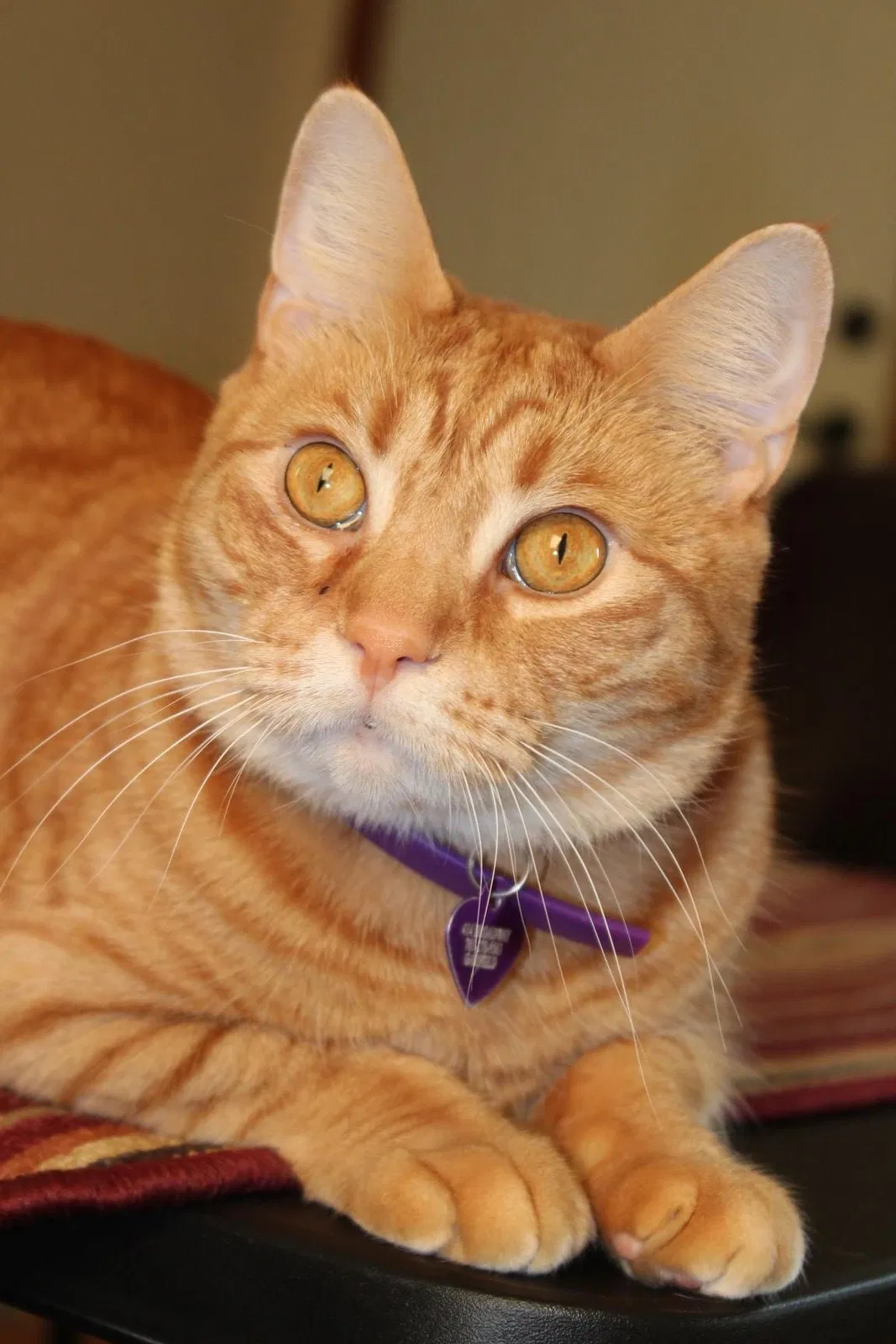 Lost cat in Anderson, IN, 46011