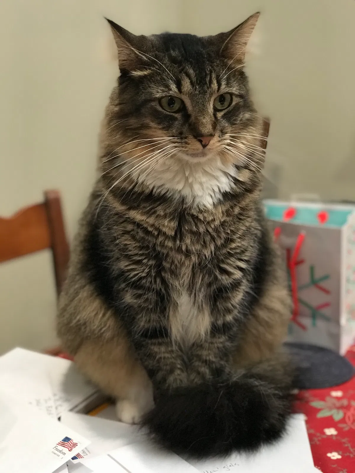 Lost cat in Alamo, CA, 94507