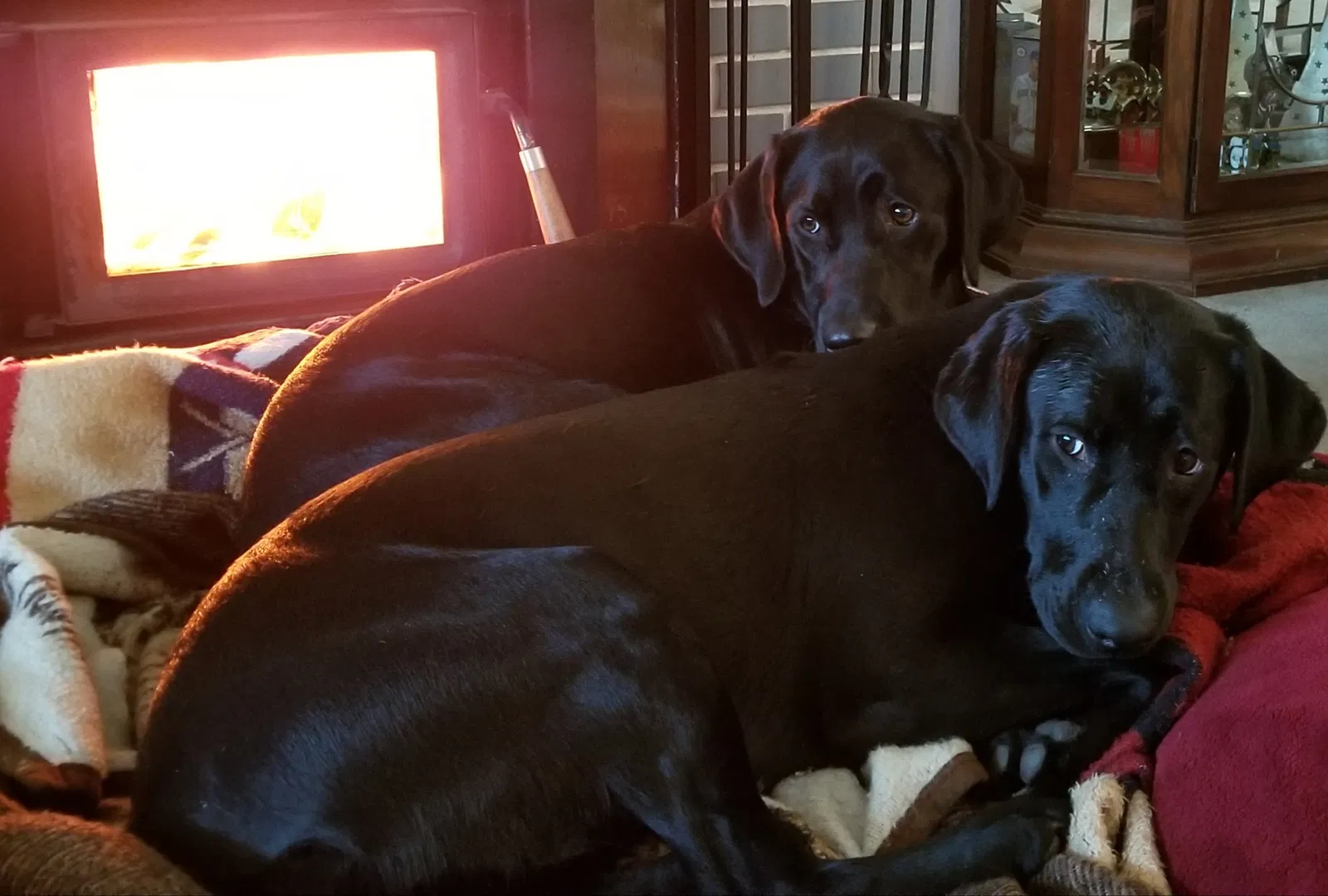 Lost dog in Auburn, WA, 98002