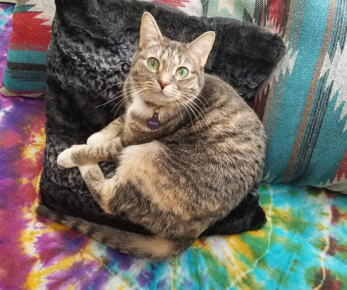 Lost cat in Mount Airy, MD, 21771