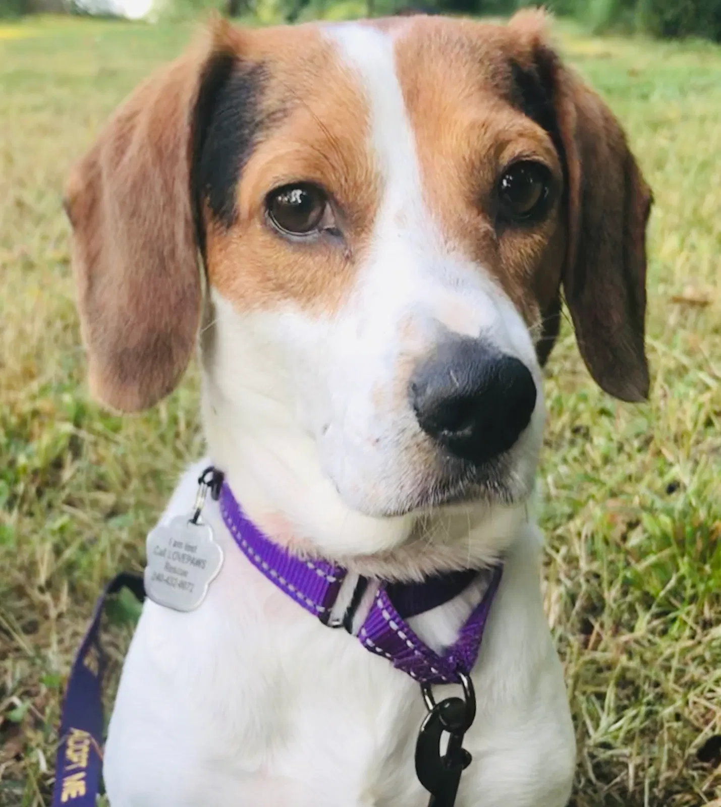 Lost dog in Germantown, MD, 20874