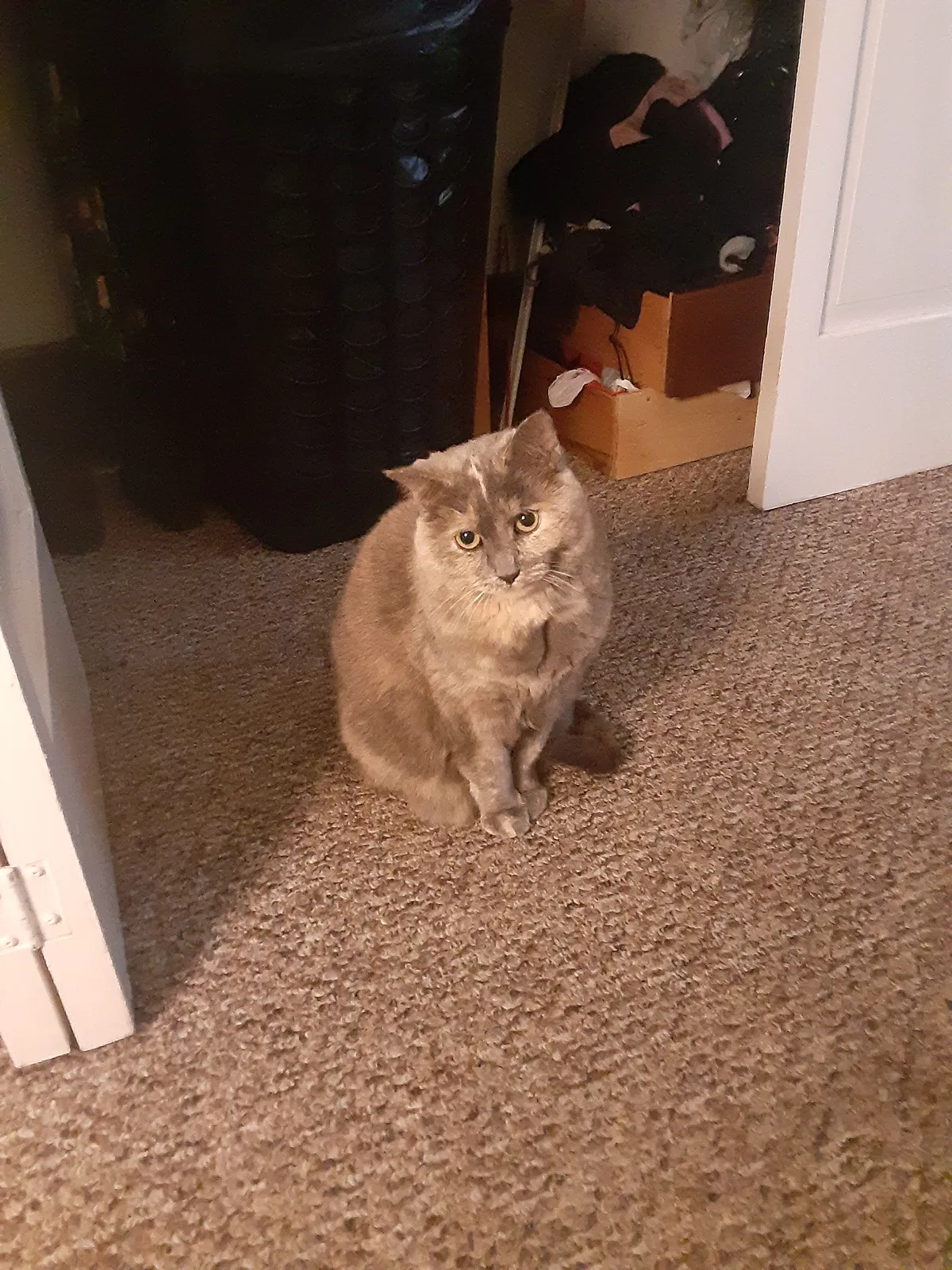 Lost cat in Cleveland, OH, 44111