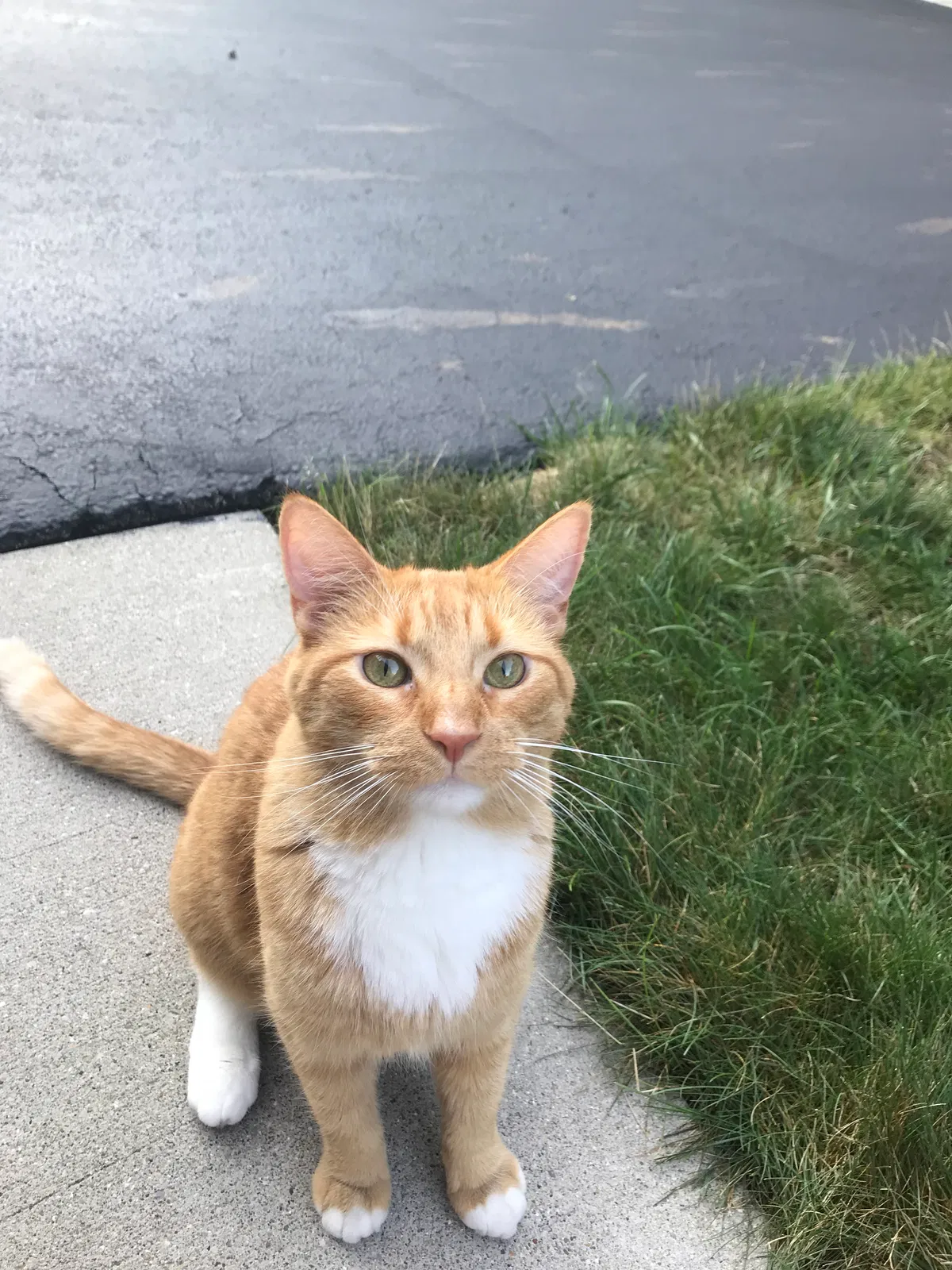 Lost cat in Lewis Center, OH, 43035