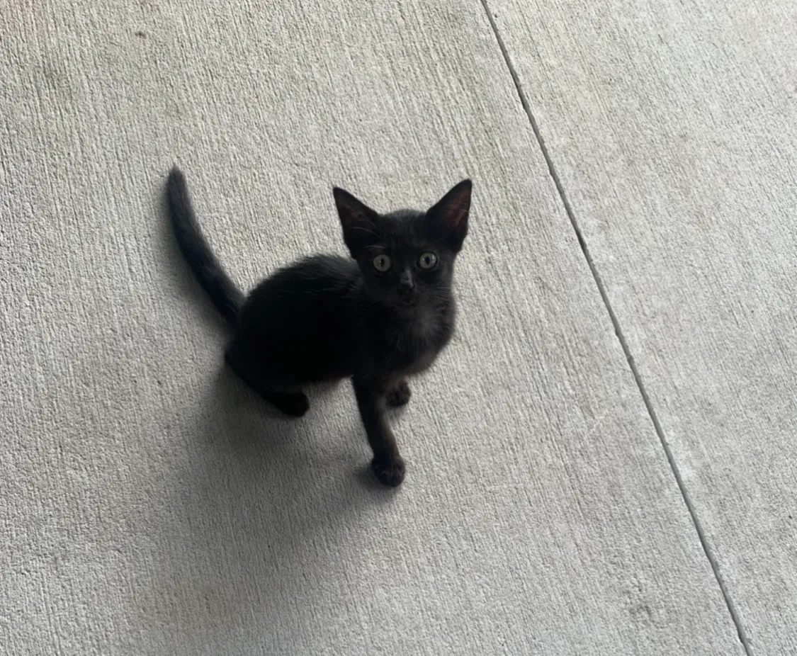 Lost cat in Jacksonville, FL, 32218