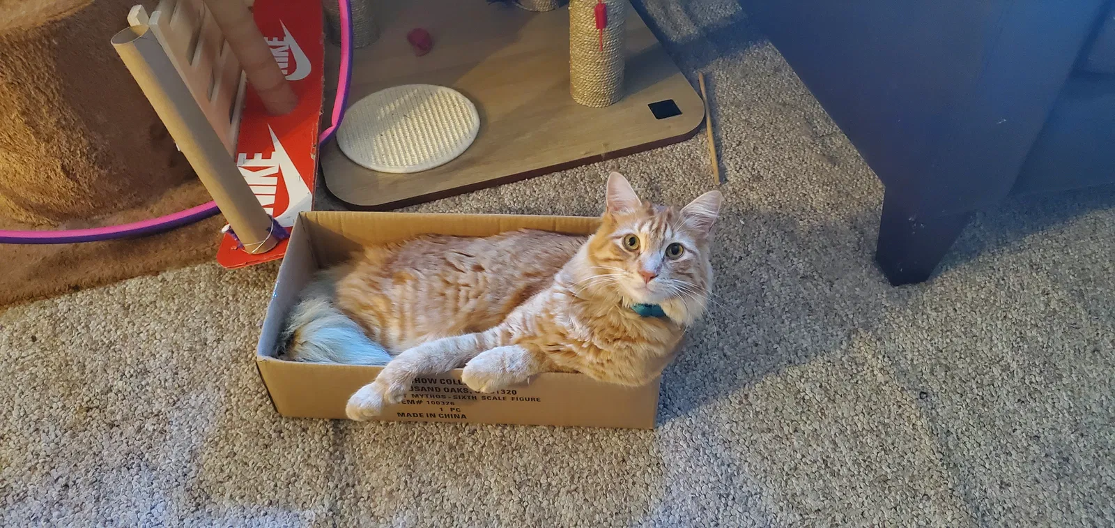 Lost cat in Puyallup, WA, 98374
