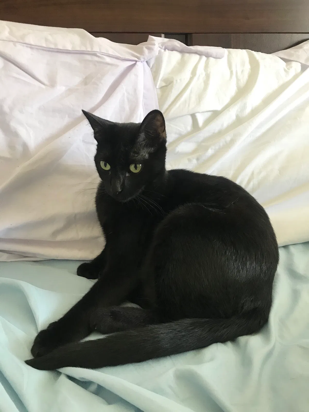 Lost cat in Orem, UT, 84097