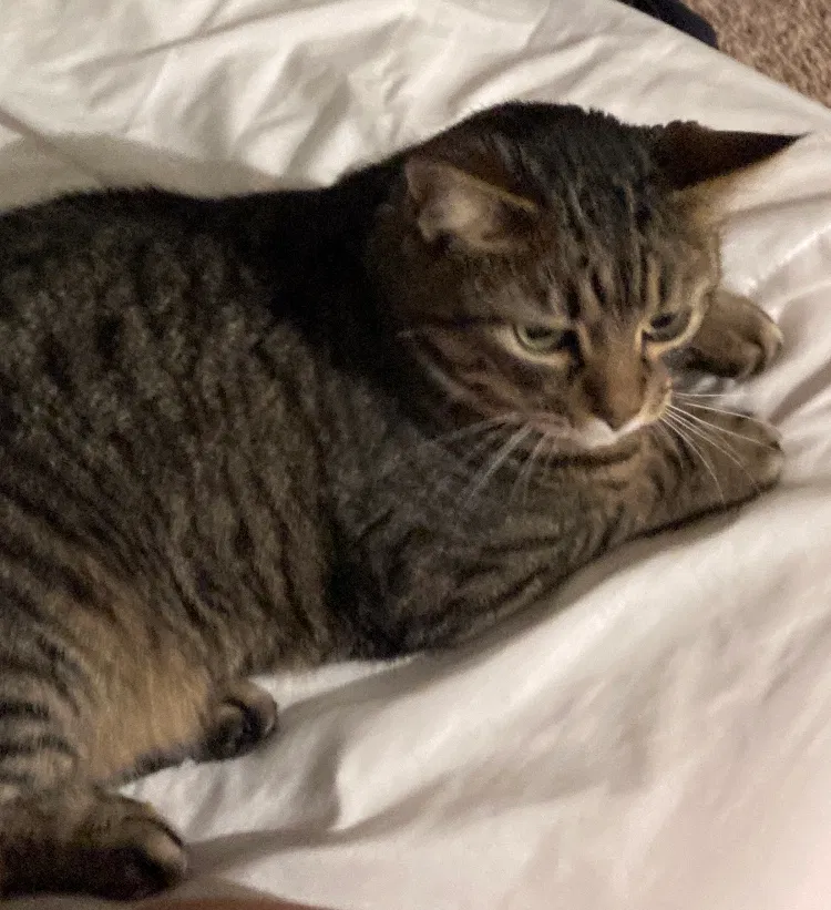 Lost cat in Bellevue, WA, 98007