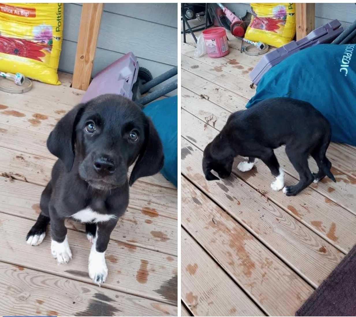 Lost dog in Oklahoma City, OK, 73110