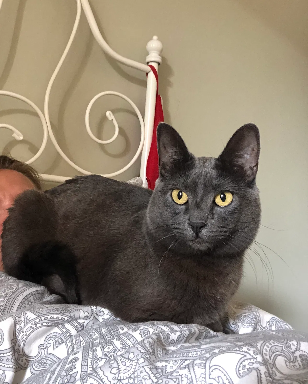 Lost cat in Venice, CA, 90291