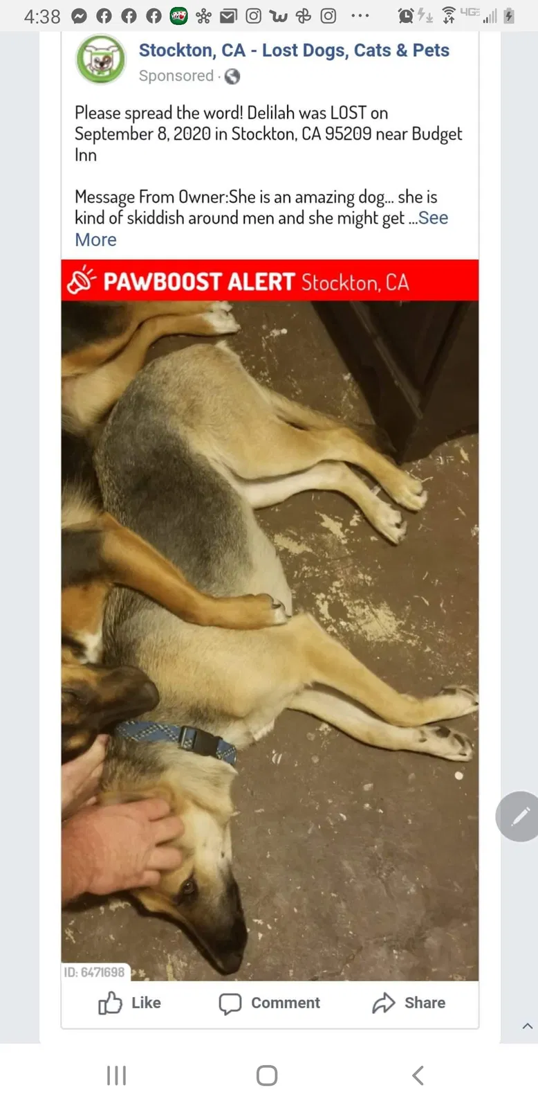Lost dog in Stockton, CA, 95206