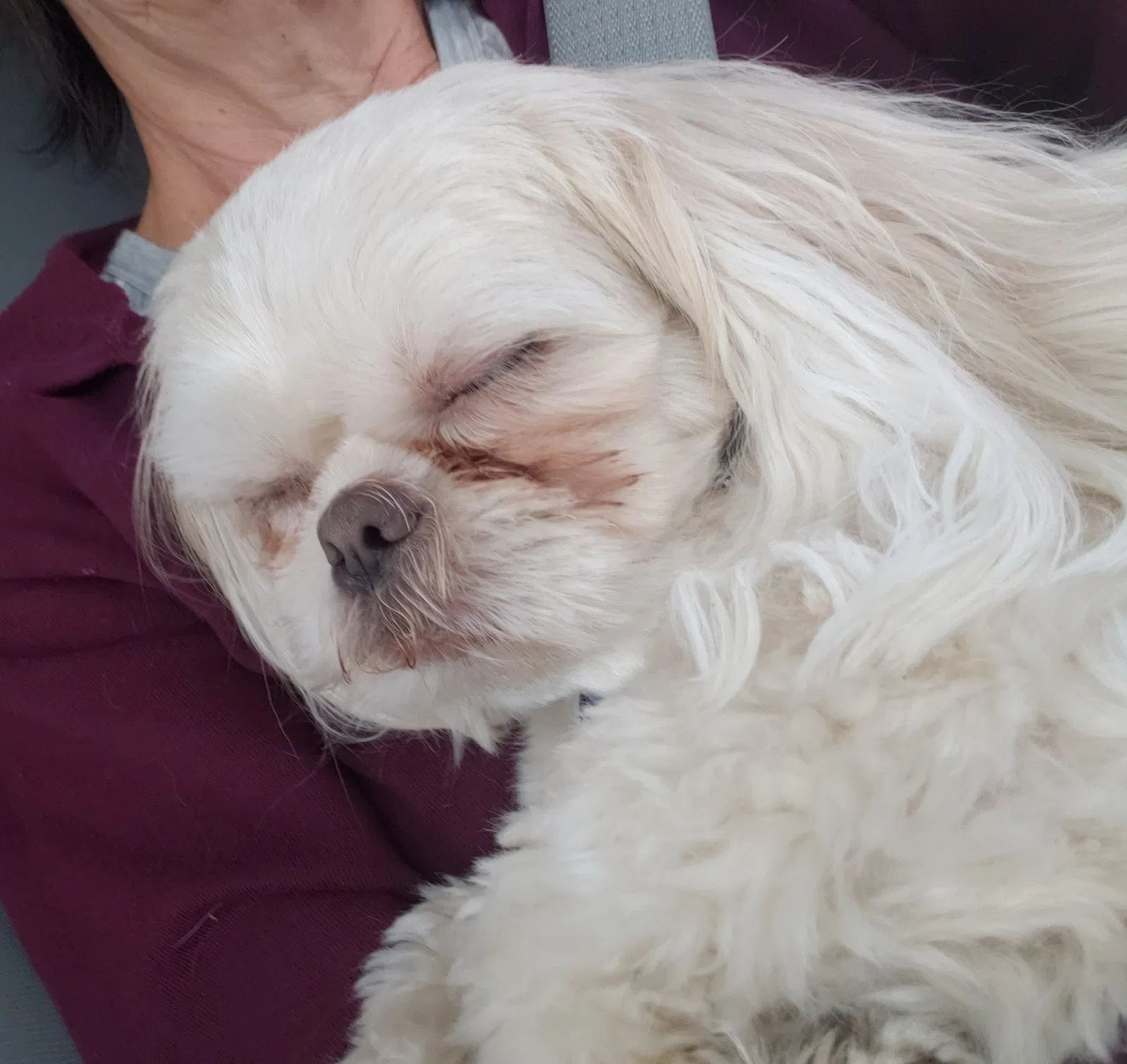 Lost dog in South Haven, MI, 49090
